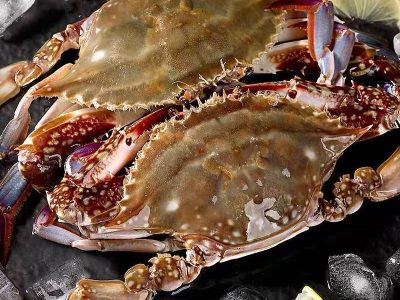 梭子蟹海鲜鲜活特大1斤2-3只装舟山梭子蟹新鲜冷冻大海螃蟹梭子蟹