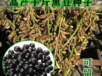 豆种子高产大豆种籽亩