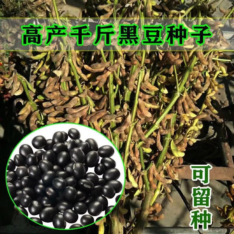 豆种子高产大豆种籽亩